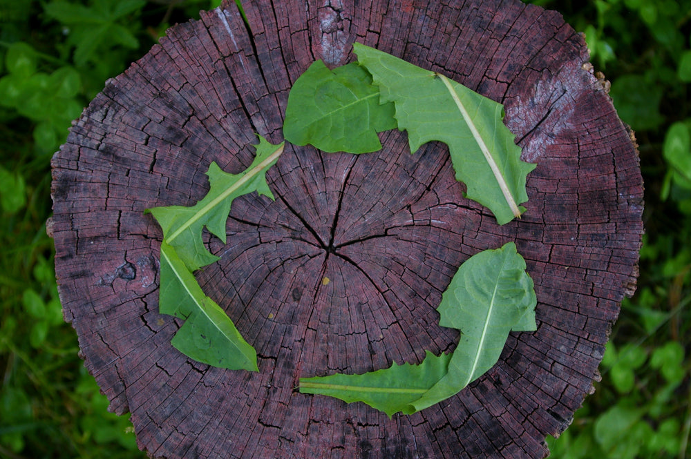 Sustainable Cannabis Packaging & The Circular Economy
