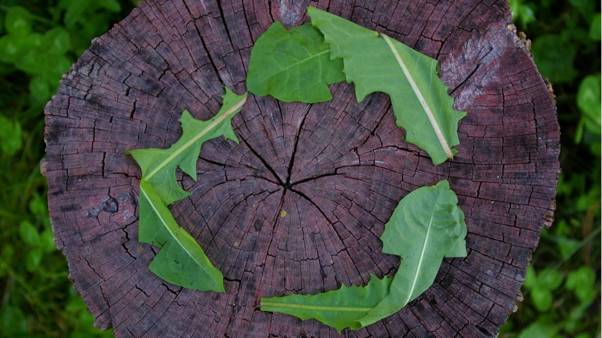 Green leaves arranged in a recycling symbol on a tree stump for a guide to measuring cannabis packaging sustainability.