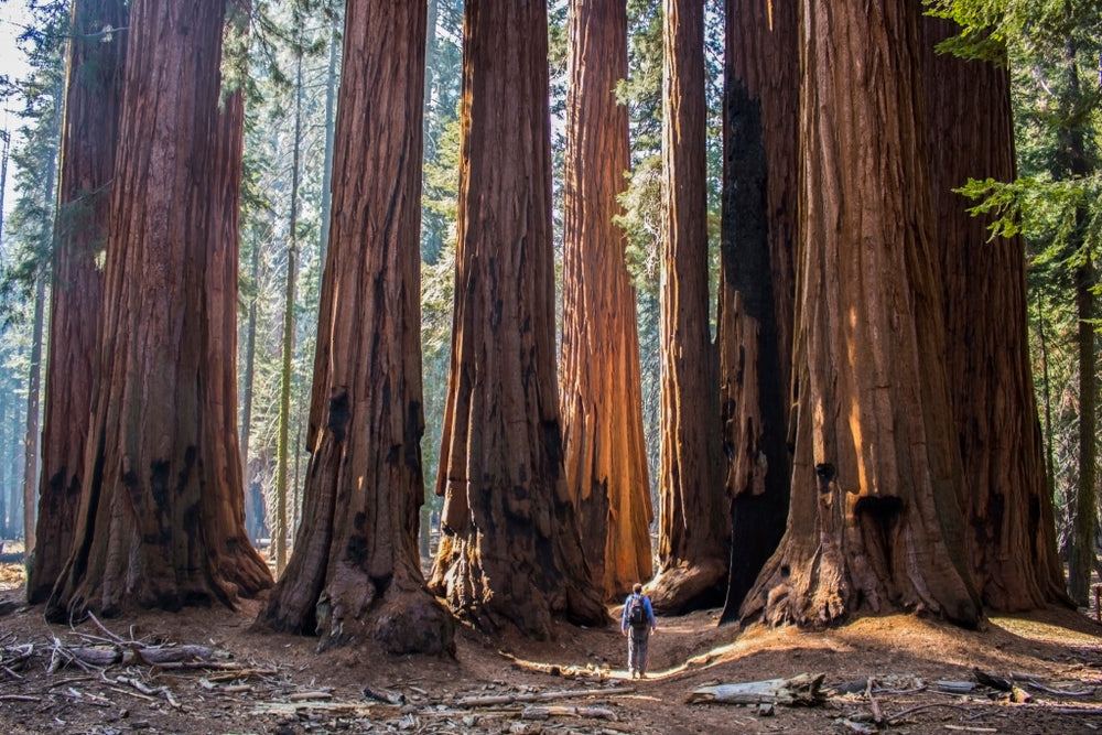 Tall redwood trees in a forest